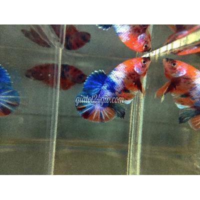 Thú Cưng Quận 12 - Hồ Chí Minh 10 Con Cá Trống Betta Nemo 200k Thú Cưng Quận 12 - Hồ Chí Minh 10 Con Cá Trống Betta Nemo 200k