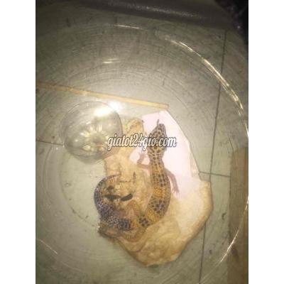 Thú Cưng Quận Bình Tân - Hồ Chí Minh Do Ko Có Tgian Chăm Sóc Nên Cần Kiếm Chủ Mới Thú Cưng Quận Bình Tân - Hồ Chí Minh Do Ko Có Tgian Chăm Sóc Nên Cần Kiếm Chủ Mới