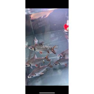 Thú Cưng Thành Phố Thủ Đức - Hồ Chí Minh Phi Phụng Đuôi Đỏ Dũng Sĩ Diệt Rêu Của Mọi Hồ Cá Thú Cưng Thành Phố Thủ Đức - Hồ Chí Minh Phi Phụng Đuôi Đỏ Dũng Sĩ Diệt Rêu Của Mọi Hồ Cá
