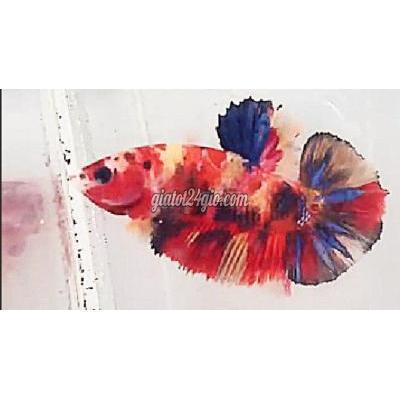 Thú Cưng Quận Bình Thạnh - Hồ Chí Minh Koi Multicolor Thú Cưng Quận Bình Thạnh - Hồ Chí Minh Koi Multicolor