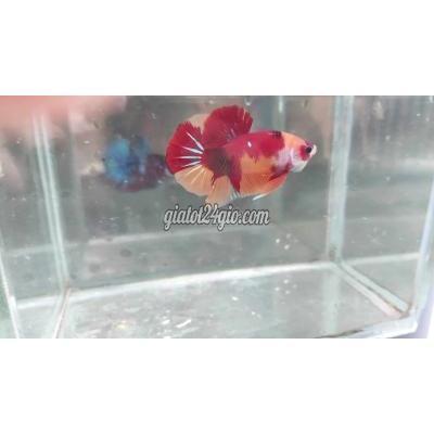Thú Cưng Quận Tân Bình - Hồ Chí Minh Cá Betta Các Dòng Koi - Samurai . Thú Cưng Quận Tân Bình - Hồ Chí Minh Cá Betta Các Dòng Koi - Samurai .