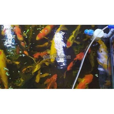 Thú Cưng Quận Bình Thạnh - Hồ Chí Minh Hồ Cá Koi Nhật Dạn Dĩ Size Lớn 45-50-65cm. Thú Cưng Quận Bình Thạnh - Hồ Chí Minh Hồ Cá Koi Nhật Dạn Dĩ Size Lớn 45-50-65cm.