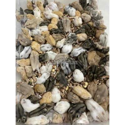 Thú Cưng Thành Phố Thủ Đức - Hồ Chí Minh Hamster Giá Chỉ Từ 60k Thú Cưng Thành Phố Thủ Đức - Hồ Chí Minh Hamster Giá Chỉ Từ 60k