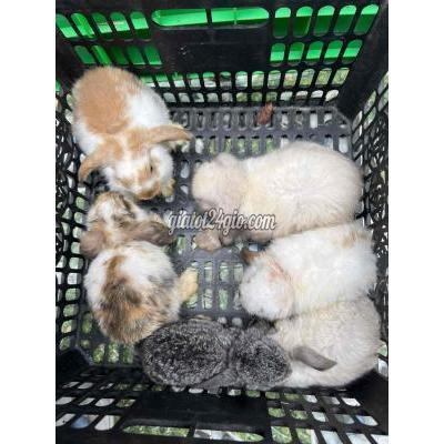 Thú Cưng Thành Phố Thủ Đức - Hồ Chí Minh Mini Lop Thuần Chủng Không Lai Tạp