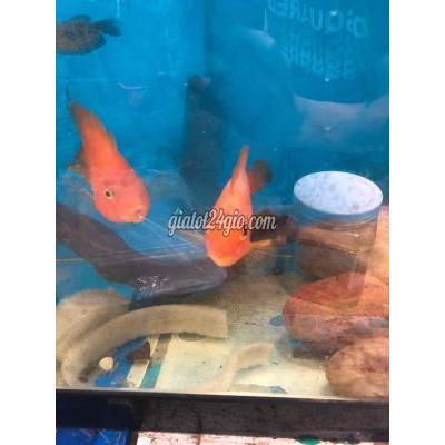 Thú Cưng Quận 4 - Hồ Chí Minh Tất Cả Trong Hình Bán Hết Thú Cưng Quận 4 - Hồ Chí Minh Tất Cả Trong Hình Bán Hết