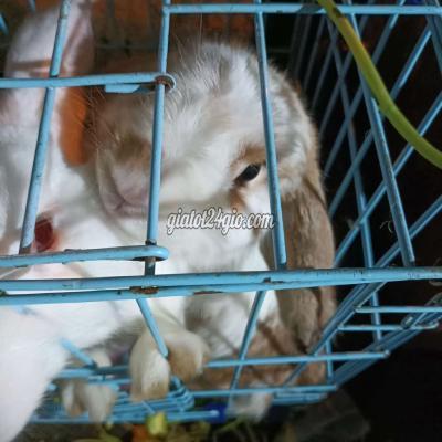Thú Cưng Quận 4 - Hồ Chí Minh Thỏ Minilop Châu Âu Giống Đực Thú Cưng Quận 4 - Hồ Chí Minh Thỏ Minilop Châu Âu Giống Đực