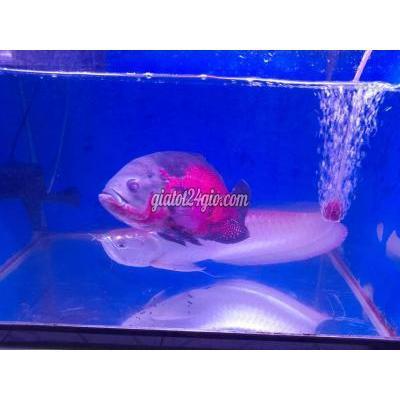 Thú Cưng Quận Gò Vấp - Hồ Chí Minh Combo Ngân Long Tai Tượng Khủng Thú Cưng Quận Gò Vấp - Hồ Chí Minh Combo Ngân Long Tai Tượng Khủng