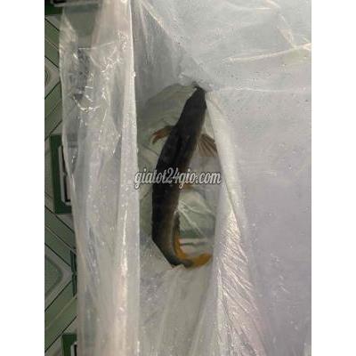 Thú Cưng Quận Bình Tân - Hồ Chí Minh Cần Tìm Mua Cá Rồng Ai Có Bán Lại Thì Alo Em Thú Cưng Quận Bình Tân - Hồ Chí Minh Cần Tìm Mua Cá Rồng Ai Có Bán Lại Thì Alo Em