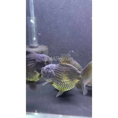 Thú Cưng Huyện Nhà Bè - Hồ Chí Minh Orada Short Tail Thú Cưng Huyện Nhà Bè - Hồ Chí Minh Orada Short Tail