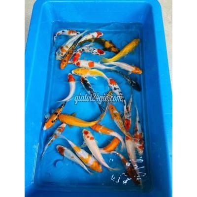 Thú Cưng Quận 12 - Hồ Chí Minh Koi F1 Nhiều Dòng Và Size Thú Cưng Quận 12 - Hồ Chí Minh Koi F1 Nhiều Dòng Và Size