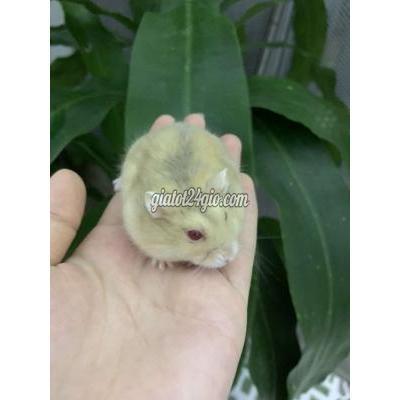 Thú Cưng Quận 12 - Hồ Chí Minh Hamster Winter White Thú Cưng Quận 12 - Hồ Chí Minh Hamster Winter White
