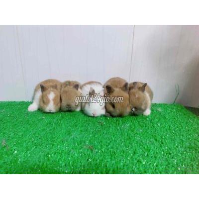 Thú Cưng Thành Phố Thủ Đức - Hồ Chí Minh Thỏ Hà Lan Chân Lùn Bame Nhập Khẩu . Siêu Tí Hon Thú Cưng Thành Phố Thủ Đức - Hồ Chí Minh Thỏ Hà Lan Chân Lùn Bame Nhập Khẩu . Siêu Tí Hon
