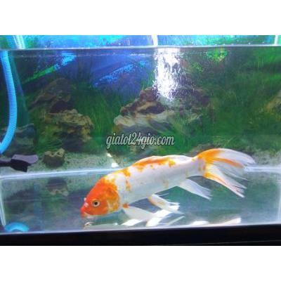 Thú Cưng Quận Bình Tân - Hồ Chí Minh Cá Koi