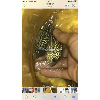 Thú Cưng Quận 8 - Hồ Chí Minh Kamfa F2 Gb Thú Cưng Quận 8 - Hồ Chí Minh Kamfa F2 Gb