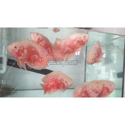 Thú Cưng Quận 12 - Hồ Chí Minh Tai Tượng Châu Phi Abino 4 Ngón Thú Cưng Quận 12 - Hồ Chí Minh Tai Tượng Châu Phi Abino 4 Ngón