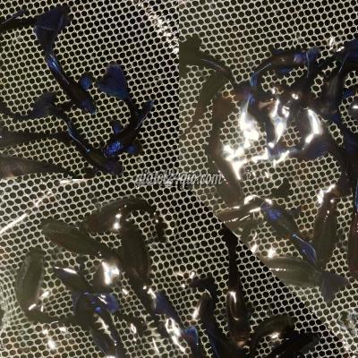 Thú Cưng Huyện Hóc Môn - Hồ Chí Minh Cá 7 Màu Blue Tazan Giá 4k Thú Cưng Huyện Hóc Môn - Hồ Chí Minh Cá 7 Màu Blue Tazan Giá 4k