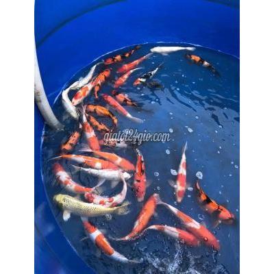 Thú Cưng Huyện Củ Chi - Hồ Chí Minh Cá Koi F1 Đủ Size Chất Lượng Cao Giá Tốt Thú Cưng Huyện Củ Chi - Hồ Chí Minh Cá Koi F1 Đủ Size Chất Lượng Cao Giá Tốt