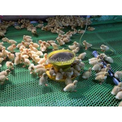 Việc Làm Huyện Tiểu Cần - Trà Vinh Tuyển Công Nhân Nuôi Vịt Bao Ăn Ở Việc Làm Huyện Tiểu Cần - Trà Vinh Tuyển Công Nhân Nuôi Vịt Bao Ăn Ở