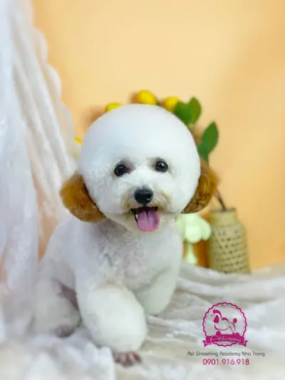 aloha petshop nha trang - dịch vụ chăm sóc thú nuôi