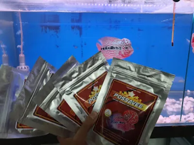 bán cá la hán - cửa hàng cá cảnh