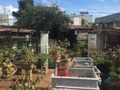 bán cây cảnh , chậu cây , đại lý phế liệu - cửa hàng bán buôn cây cảnh