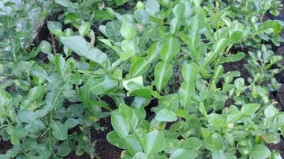 bán cây chanh thái lan - vườn ươm bán cây chanh thái lan - vườn ươm