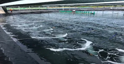 bạt lót hồ - màng nhà kính đỉnh phong - công ty sản xuất đồ nhựa