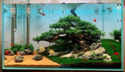 bể cá thủy sinh hà nội - nhà cung cấp bể cá