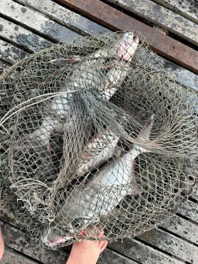 bè câu cá trung - trại câu cá