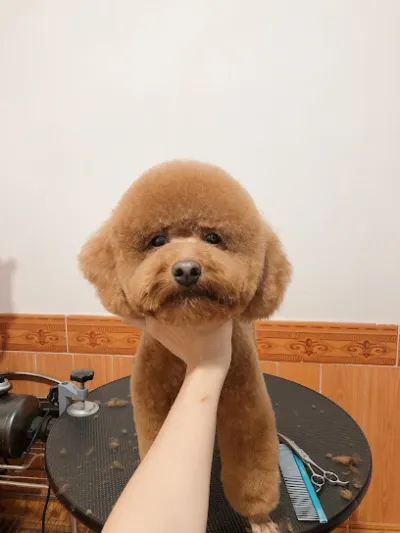 bean bean pet - dịch vụ chăm sóc thú nuôi