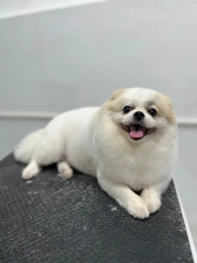 bệnh viện thú cưng dung phước - bệnh viện thú y