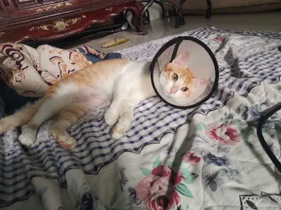bệnh viện thú y pethealth gò vấp - bệnh viện thú y bệnh viện thú y pethealth gò vấp - bệnh viện thú y