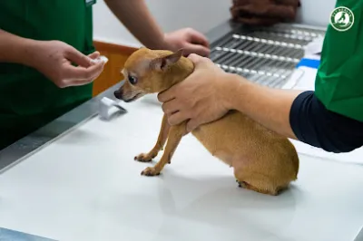 bệnh viện thú y pethealth hoàn kiếm - bệnh viện thú y bệnh viện thú y pethealth hoàn kiếm - bệnh viện thú y