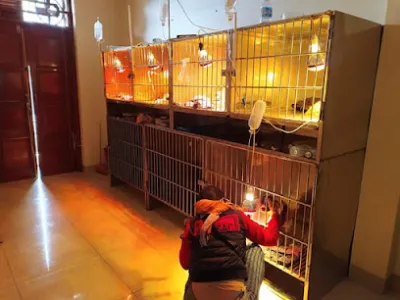 bệnh viện thú y pethealth ninh bình - bệnh viện thú y