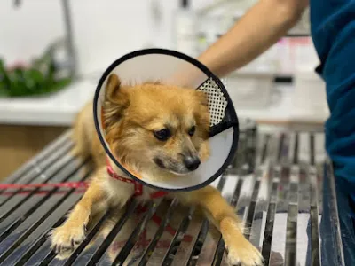 bệnh viện thú y tropicpet kim mã - bac si thu y