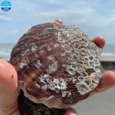 big seafood an giang - hải sản khổng lồ - cửa hàng hải sản khô