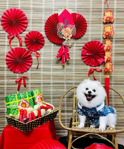 bk pet house(cơ sở 2) - dịch vụ chăm sóc thú nuôi