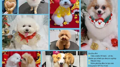 booboo - pet shop & pet spa thú cưng trà vinh - dịch vụ chăm sóc thú nuôi