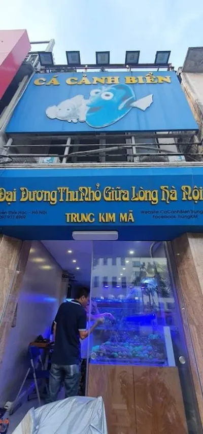cá cảnh biển trung kim mã - cửa hàng cá cảnh