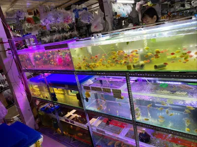 cá cảnh 118 sóc trăng ( hẻm 118 trần hưng đạo) - cửa hàng cá cảnh