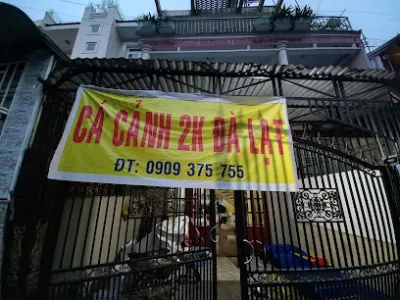 cá cảnh 2k đà lạt - cửa hàng cá