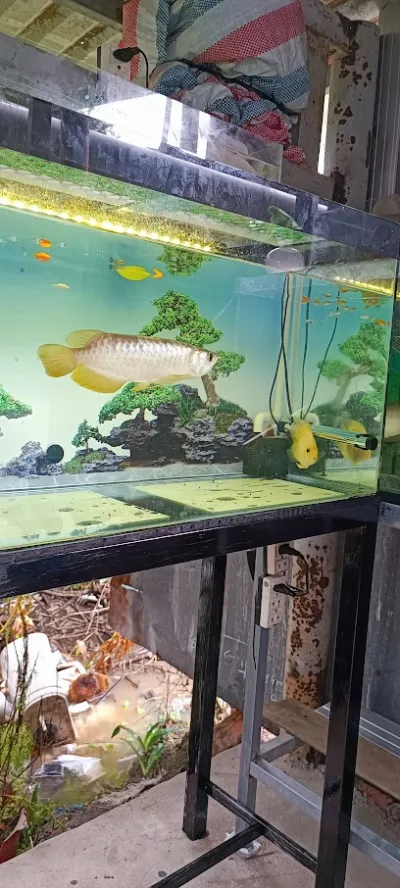 cá cảnh bảo long - cửa hàng cá cảnh