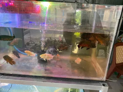 cá cảnh đăng huy - cửa hàng cá cảnh