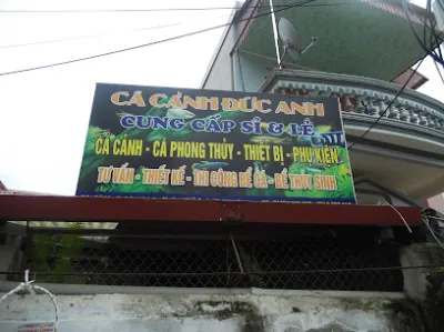 cá cảnh đức anh - cửa hàng cá cảnh
