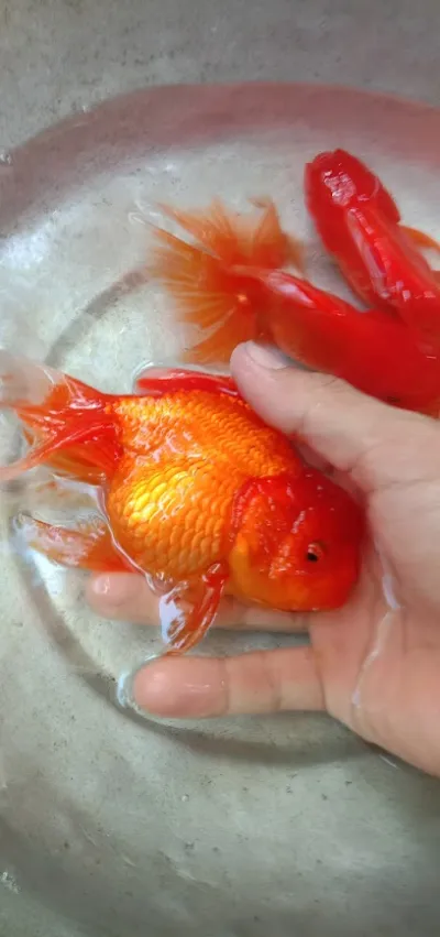 cá cảnh duyên hải - cửa hàng