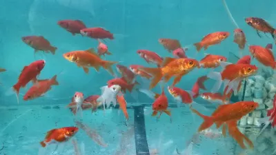 cá cảnh giá rẻ học sinh, sinh viên - trại cá