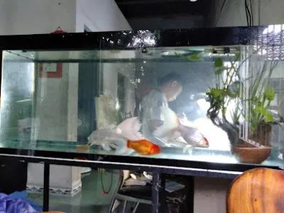 cá cảnh - hoa lan đại thắng - cửa hàng