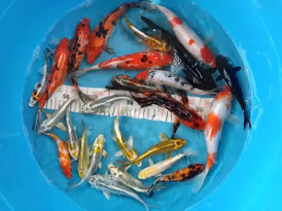 cá cảnh lagi - siêu thị