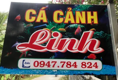 cá cảnh linh - cửa hàng cá cảnh