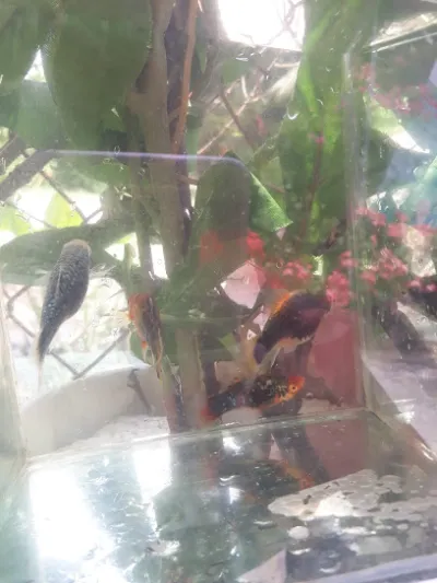 cá cảnh minh tài - cửa hàng